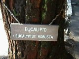 [ Eucaluptus]